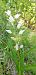 Cephalanthera longifolia (Céphalanthère à longues feuilles) © Laurent Fourneret
