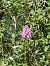 Anacamptis pyramidalis © Antonio Mazzone
