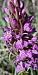Dactylorhiza occitanica (Orchis occitan) © auteur non diffusé