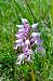 Orchis militaris  - Sebastien Merle