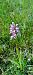 Orchis militaris (Orchis militaire) © Sebastien Merle