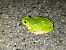 Raganella italiana (Hyla intermedia) © Erika Mero