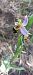 Ophrys apifera (Ophrys abeille) © Gerard Chassan