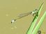 Ischnura elegans © Mario Paloni