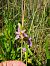 Ophrys apifera var. friburgensis  - Laurent Mazet