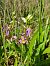 Ophrys apifera var. friburgensis  - Laurent Mazet