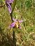 Ophrys apifera var. friburgensis  - Laurent Mazet
