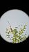 Fanello (Linaria cannabina) © Michael Bergamo