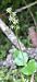 Listera cordata 