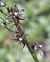 Listera cordata 