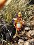 Ophrys speculum  - Pep Sole