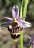 Ophrys scolopax (Ophrys bécasse) © auteur non diffusé
