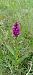 Dactylorhiza majalis (Orchis de mai) © Sebastien Merle