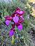 Anacamptis papilionacea var. expansa  - Stefanie Jacomet