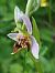 Ophrys apifera var. curviflora  - Bernard Sonnerat