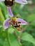 Ophrys apifera var. curviflora  - Bernard Sonnerat
