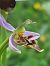 Ophrys apifera var. curviflora  - Bernard Sonnerat