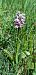 Orchis simia  - Sebastien Merle
