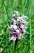 Orchis simia (Orchis singe) © Sebastien Merle