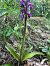Orchis mascula (Orchis mâle) © Olivier Chevillon