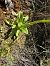 Orchis anthropophora © Pep Sole