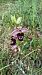 Ophrys indet. group. sphegodes (Ophrys indéterminé du groupe araignée) © Stella Morel
