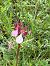 Anacamptis papilionacea © Antonio Mazzone