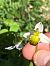 Ophrys apifera  - Antonio Mazzone
