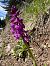 Orchis ovalis  - Olivier Chevillon