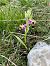 Ophrys picta (Ophrys peint) © Florent de Gasperis