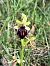 Ophrys passionis (Ophrys de la Passion) © Florent de Gasperis