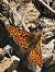 Boloria euphrosyne © Jacqueline Lehn