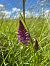 Anacamptis pyramidalis (Orchis pyramidal) © Clément Pignon