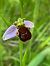 Ophrys apifera f. fulvofusca  - Jean-Pierre Crepeau