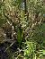 Platanthera bifolia © Pep Sole