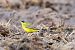 Bergeronnette nordique (ssp. thunbergi) (Motacilla flava thunbergi) © Florian Gasser