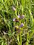 Ophrys apifera (Ophrys abeille) © Erwan Leherisse