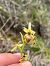 Ophrys aymoninii  - Florent de Gasperis