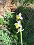 Ophrys apifera © Antonio Mazzone