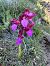 Anacamptis papilionacea var. expansa  - Stefanie Jacomet