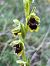 Ophrys aymoninii  - Florent de Gasperis