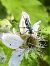 Oedemera nobilis © Maria Rita Gelso
