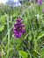 Dactylorhiza majalis (Orchis de mai) © Olivier Chevillon
