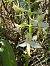 Platanthera bifolia  - Pep Sole