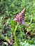 Anacamptis pyramidalis (Orchis pyramidal) © Germain Poignant