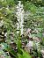 Orchis mascula  - Olivier Chevillon