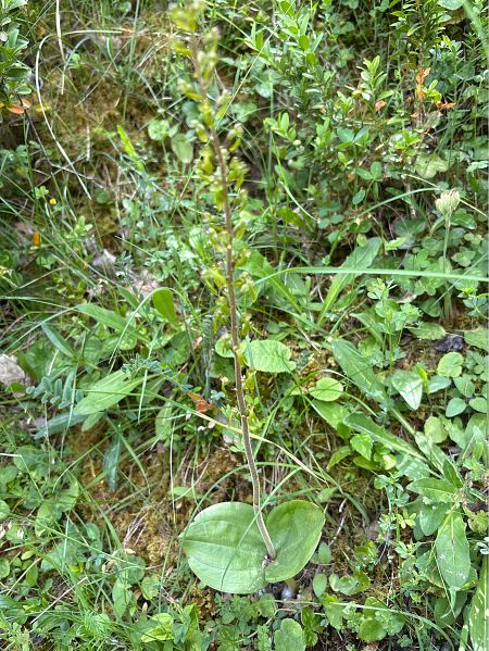 Neottia ovata  - Toni Aguilera