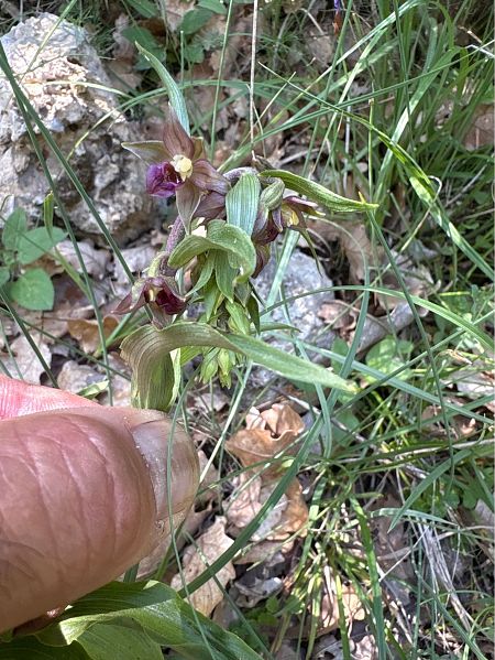 Epipactis helleborine subsp. tremolsii  - Toni Aguilera
