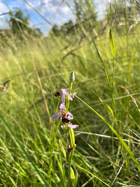 Ophrys apifera  - Luis Nolan