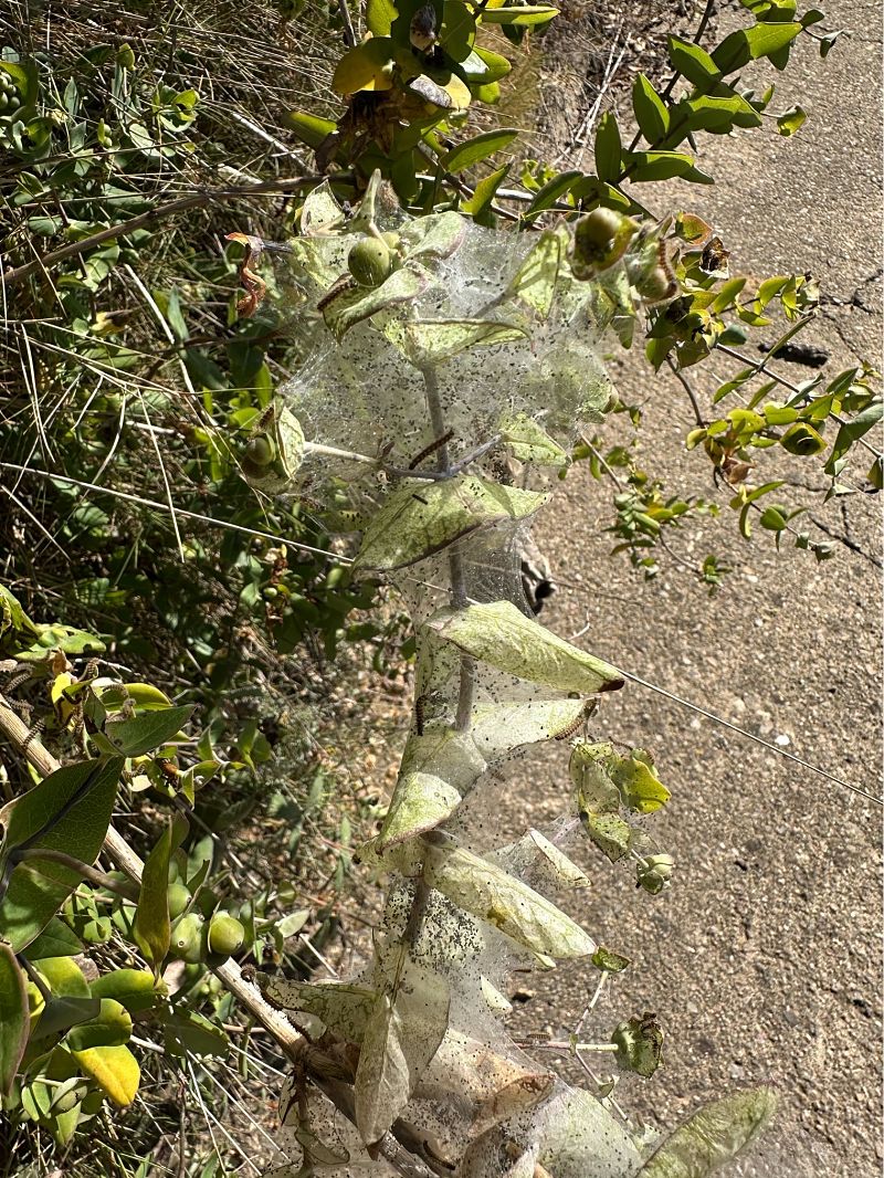 Brocat variable  - Rosa Matesanz